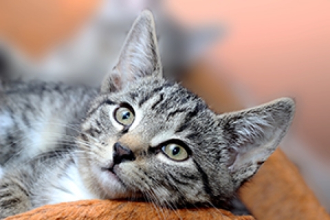 A domestic short hair cat lounging on a couch