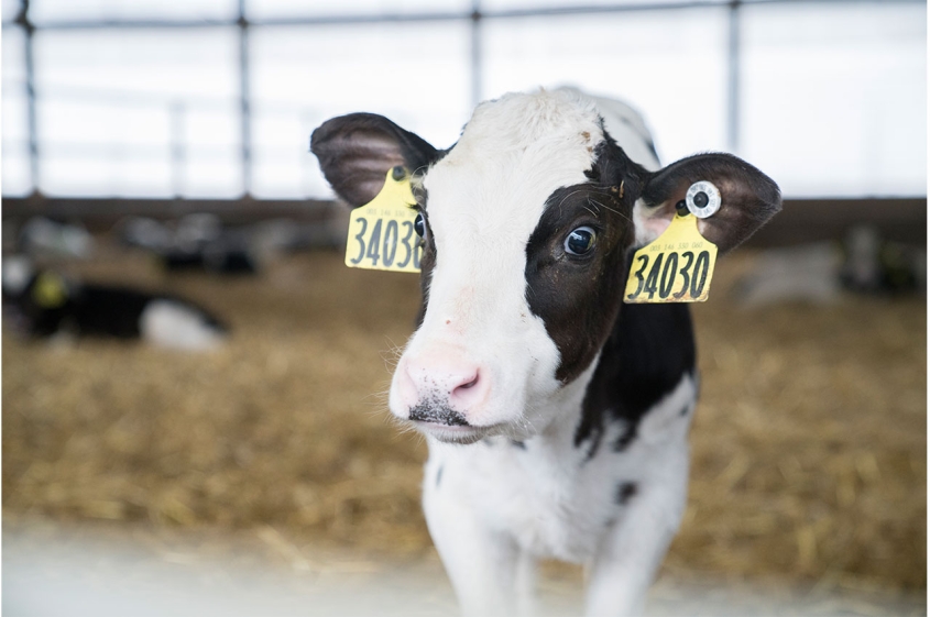 Calf in a farm looking at camera