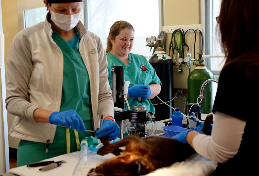Three veterinarians working on a dog